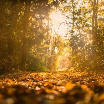 乐虎国际下载手机版